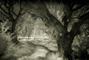 ENCHANTED WOOD