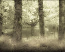 SOFTSCAPE