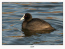 Coot (Fulica atra)