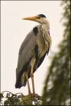 Grey Heron (Ardea cinerea)