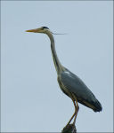 Grey Heron (Ardea cinerea)