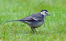 Pied Wagtail (Motacilla alba)
