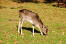 Young Deer grazing