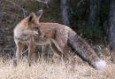 Male Red Fox (Vulpes vulpes)