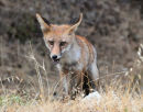 Male Red Fox (Vulpes vulpes)