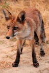 Male Red Fox (Vuples vulpes)
