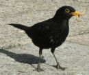 Blackbird (Turdus merula) 
