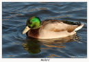 Mallard (Anas platyrhynchas)