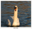 Mute Swan 