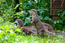 Otters waiting for food