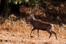 Red Deer