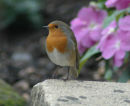 Robin (Erithacus rubecula)