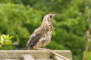 Mistle Thrush (Turdus viscivorus)