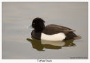 Tufted Duck (Aythya fuligula)
