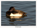Tufted Duck