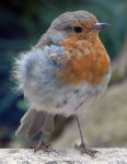 Robin (Erithacus rubecula)