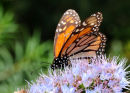 Monarch Butterfly