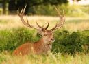 Before the rut