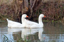 Domestic Greylag Geese