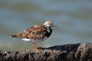Turnstone (Arenaria interpres)