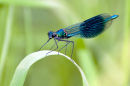 Damselfly (Zygoptera)