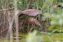 Bittern (Botaurus stellaris)