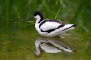 Avocet (Recurvirostra avosetta)