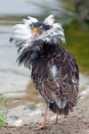 Ruff (Philomachus pugnax)