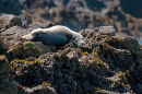 Atlantic grey seal (Halichoerus grypus)