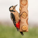 Great spotted woodpecker