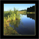 Reflections in Herrington Park