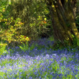 Bluebell Wood