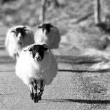 Wandering Home