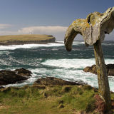 Whalebone