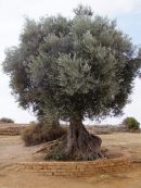 Old Olive Tree