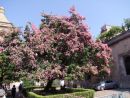 Flowering Tree, Palermo