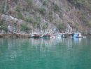 Fishing Boats at Floating Fishing Village, Halong Bay
