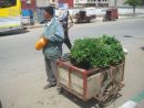 Fresh Herb Seller