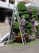 Trimming the Bonsia Tree, Hoi Troung Thong Nhat (Reunification Palace), Ho Chi Minh City