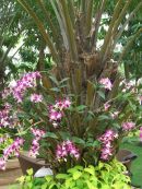 Orchids, Park Hyatt, Ho Chi Minh City