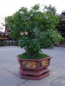 Bonsai Tree, Hoi An