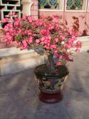 Bonsai, Fujian Chinese Assembly Hall, Hoi An