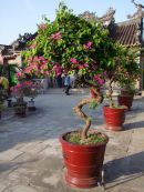 Bonsai, Fujian Chinese Assembly Hall, Hoi An