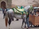 Moroccan Horse Saddle