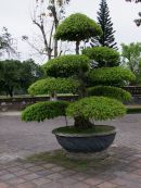 Bonsai Tree, Kinh Thanh (Citadel), Hue
