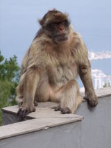 Photographs from Gibraltar