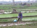 Rice Fields & Farmers on way to Halong Bay