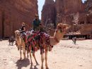 Camels, Petra