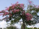 Flowering Tree, Syracusa