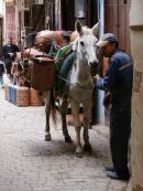 Working Horse, Fes